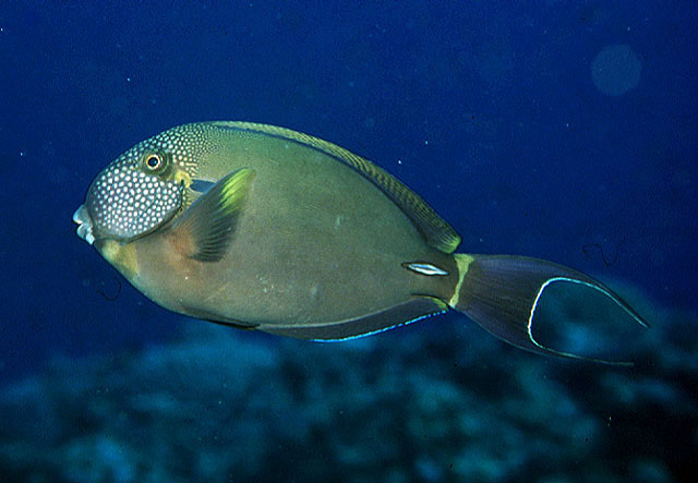 Acanthurus maculiceps